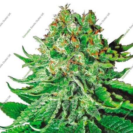 NL Aurora Auto Feminized Marijuana Strain by Dispensario Seeds For Sale Online at Cannabis Seeds Outlet