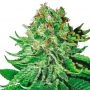 NL Aurora Auto Feminized Marijuana Strain by Dispensario Seeds For Sale Online at Cannabis Seeds Outlet