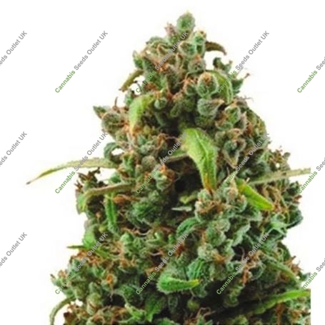 NYC Bronx Diesel Auto Feminized Marijuana Strain by Dispensario Seeds For Sale Online at Cannabis Seeds Outlet