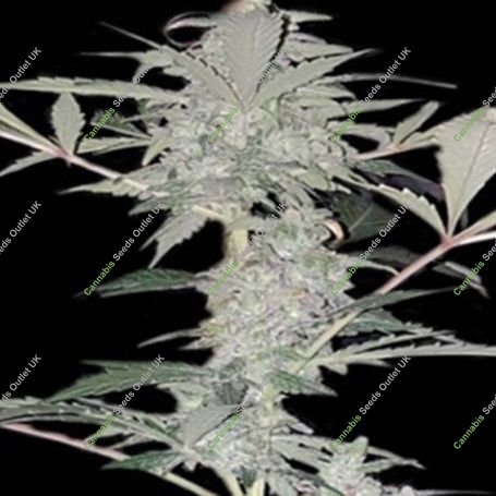 Old School Hashplant Auto Feminized Marijuana Strain by Dispensario Seeds For Sale Online at Cannabis Seeds Outlet