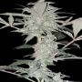 Old School Hashplant Auto Feminized Marijuana Strain by Dispensario Seeds For Sale Online at Cannabis Seeds Outlet