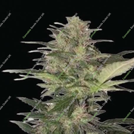 Red Marijuana Strain by Dispensario Seeds For Sale Online at Cannabis Seeds Outlet