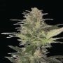 Red Marijuana Strain by Dispensario Seeds For Sale Online at Cannabis Seeds Outlet