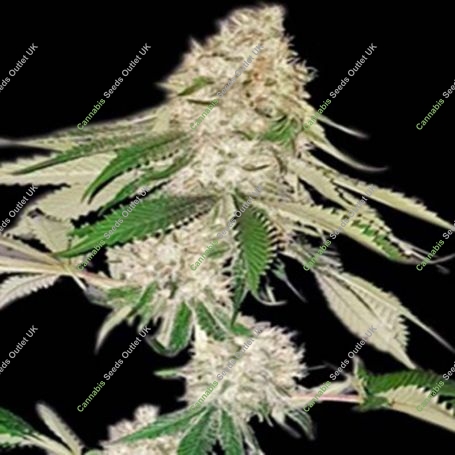 Big Green Crack Feminized Marijuana Strain by Dispensario Seeds For Sale Online at Cannabis Seeds Outlet
