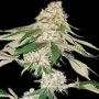 Big Green Crack Feminized Marijuana Strain by Dispensario Seeds For Sale Online at Cannabis Seeds Outlet