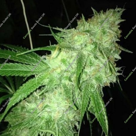 Charlottes Web Feminized Marijuana Strain by Dispensario Seeds For Sale Online at Cannabis Seeds Outlet