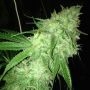 Charlottes Web Feminized Marijuana Strain by Dispensario Seeds For Sale Online at Cannabis Seeds Outlet