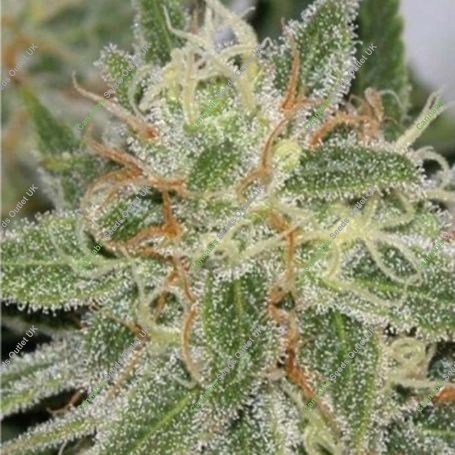 Cinderella Punch Feminized Marijuana Strain by Dispensario Seeds For Sale Online at Cannabis Seeds Outlet