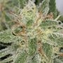 Cinderella Punch Feminized Marijuana Strain by Dispensario Seeds For Sale Online at Cannabis Seeds Outlet