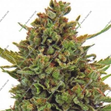 Critical Mass Feminized Marijuana Strain by Dispensario Seeds For Sale Online at Cannabis Seeds Outlet