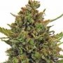 Critical Mass Feminized Marijuana Strain by Dispensario Seeds For Sale Online at Cannabis Seeds Outlet