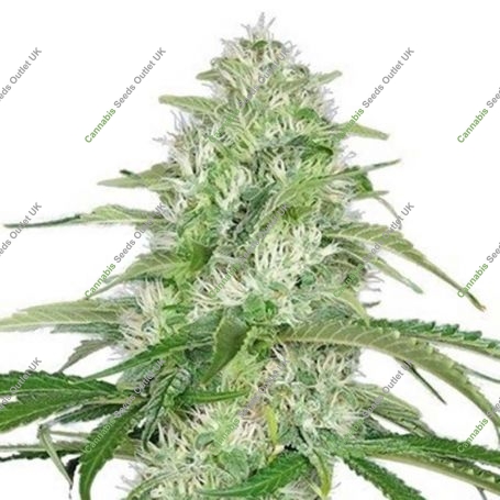 Double Cheese Feminized Marijuana Strain by Dispensario Seeds For Sale Online at Cannabis Seeds Outlet