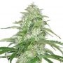 Double Cheese Feminized Marijuana Strain by Dispensario Seeds For Sale Online at Cannabis Seeds Outlet