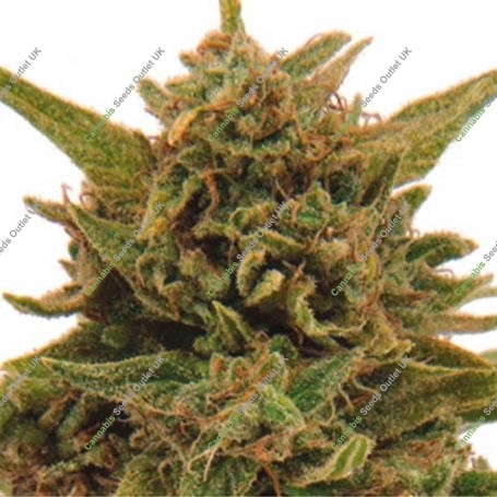 Eter Blueberry Feminized Marijuana Strain by Dispensario Seeds For Sale Online at Cannabis Seeds Outlet