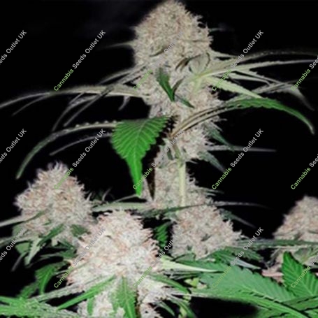 Island MK Feminized Marijuana Strain by Dispensario Seeds For Sale Online at Cannabis Seeds Outlet