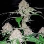 Island MK Feminized Marijuana Strain by Dispensario Seeds For Sale Online at Cannabis Seeds Outlet