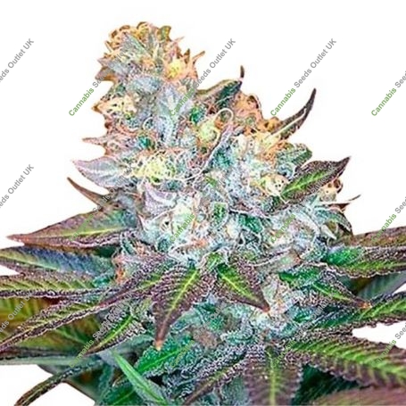 Island Wreckage Feminized Marijuana Strain by Dispensario Seeds For Sale Online at Cannabis Seeds Outlet