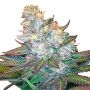 Island Wreckage Feminized Marijuana Strain by Dispensario Seeds For Sale Online at Cannabis Seeds Outlet