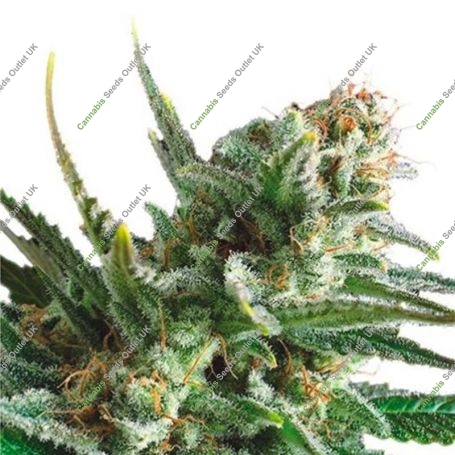 Lemon Ammo Feminized Marijuana Strain by Dispensario Seeds For Sale Online at Cannabis Seeds Outlet