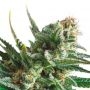 Lemon Ammo Feminized Marijuana Strain by Dispensario Seeds For Sale Online at Cannabis Seeds Outlet