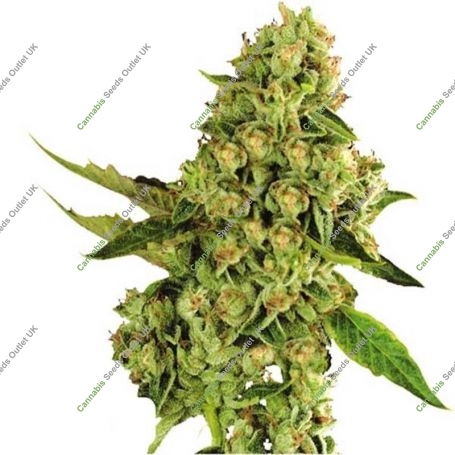 OG Cheese Feminized Marijuana Strain by Dispensario Seeds For Sale Online at Cannabis Seeds Outlet