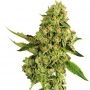OG Cheese Feminized Marijuana Strain by Dispensario Seeds For Sale Online at Cannabis Seeds Outlet