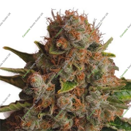 Queen Widow CBD Feminized Marijuana Strain by Dispensario Seeds For Sale Online at Cannabis Seeds Outlet