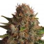 Queen Widow CBD Feminized Marijuana Strain by Dispensario Seeds For Sale Online at Cannabis Seeds Outlet