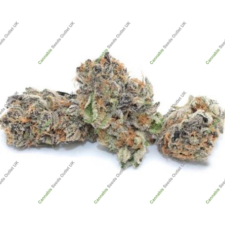 Rainbow Sherbet Feminized Marijuana Strain by Dispensario Seeds For Sale Online at Cannabis Seeds Outlet