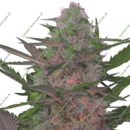 Rehab 47 Feminized Marijuana Strain by Dispensario Seeds For Sale Online at Cannabis Seeds Outlet
