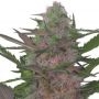 Rehab 47 Feminized Marijuana Strain by Dispensario Seeds For Sale Online at Cannabis Seeds Outlet