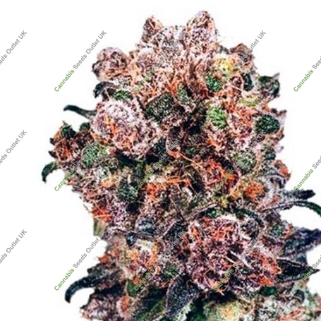 Trinity Kush Feminized Marijuana Strain by Dispensario Seeds For Sale Online at Cannabis Seeds Outlet