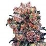 Trinity Kush Feminized Marijuana Strain by Dispensario Seeds For Sale Online at Cannabis Seeds Outlet