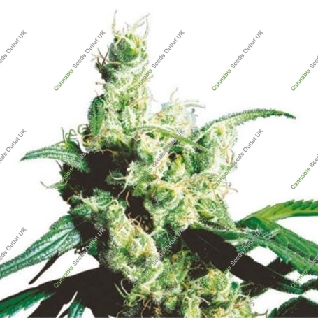 White Snow Feminized Marijuana Strain by Dispensario Seeds For Sale Online at Cannabis Seeds Outlet