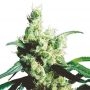 White Snow Feminized Marijuana Strain by Dispensario Seeds For Sale Online at Cannabis Seeds Outlet