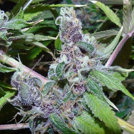 American Beauty Feminized Marijuana Strain by Dr Underground For Sale Online at Cannabis Seeds Outlet