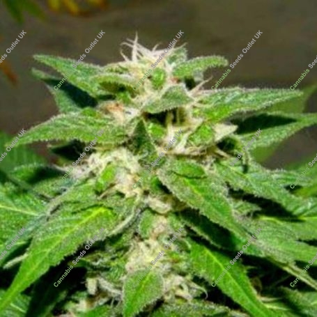King Kong Auto Feminized Marijuana Strain by Dr Underground For Sale Online at Cannabis Seeds Outlet