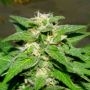 King Kong Auto Feminized Marijuana Strain by Dr Underground For Sale Online at Cannabis Seeds Outlet