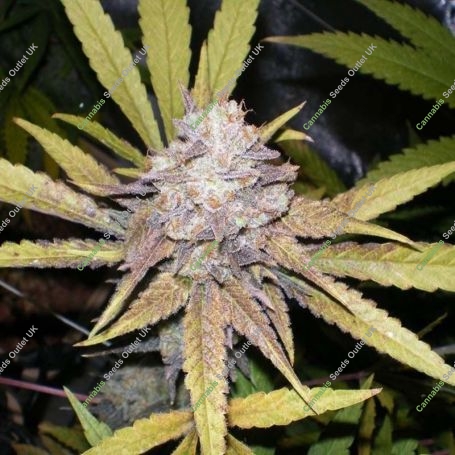 Melon Gum Auto Feminized Marijuana Strain by Dr Underground For Sale Online at Cannabis Seeds Outlet