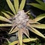 Melon Gum Auto Feminized Marijuana Strain by Dr Underground For Sale Online at Cannabis Seeds Outlet