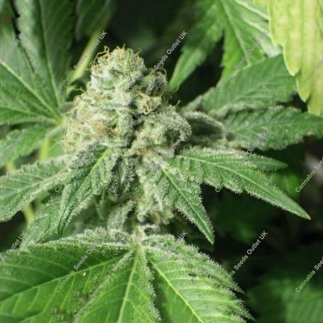 Black Jesus OG Feminized Marijuana Strain by Dr Underground For Sale Online at Cannabis Seeds Outlet