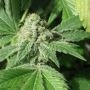 Black Jesus OG Feminized Marijuana Strain by Dr Underground For Sale Online at Cannabis Seeds Outlet