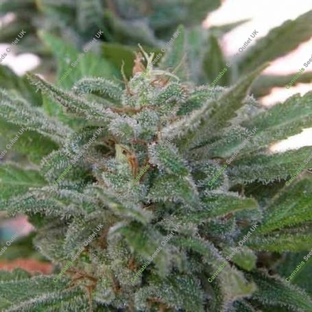 Brooklyn Mango Feminized Marijuana Strain by Dr Underground For Sale Online at Cannabis Seeds Outlet