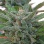 Brooklyn Mango Feminized Marijuana Strain by Dr Underground For Sale Online at Cannabis Seeds Outlet