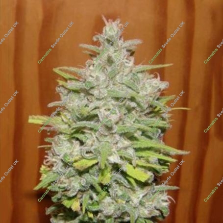 Crystal M.E.T.H. Feminized Marijuana Strain by Dr Underground For Sale Online at Cannabis Seeds Outlet