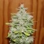 Crystal M.E.T.H. Feminized Marijuana Strain by Dr Underground For Sale Online at Cannabis Seeds Outlet
