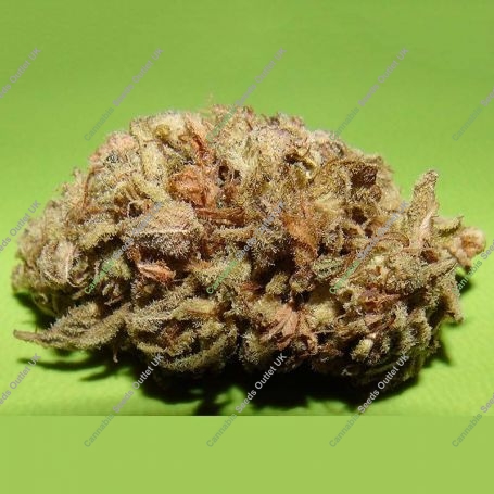 Dark Cookie Feminized Marijuana Strain by Dr Underground For Sale Online at Cannabis Seeds Outlet