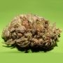 Dark Cookie Feminized Marijuana Strain by Dr Underground For Sale Online at Cannabis Seeds Outlet
