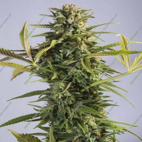Godzilla Glue Feminized Marijuana Strain by Dr Underground For Sale Online at Cannabis Seeds Outlet