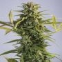 Godzilla Glue Feminized Marijuana Strain by Dr Underground For Sale Online at Cannabis Seeds Outlet
